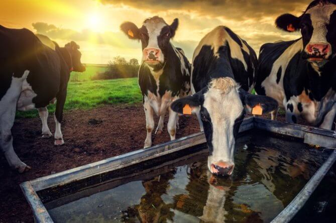 Photo of cattle drinking clean water
